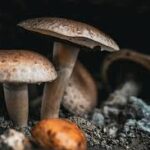 Histoire et gourmandise ! 