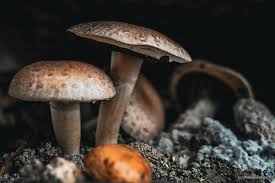 VISITE DE LA CHAMPIGNONNIÈRE 